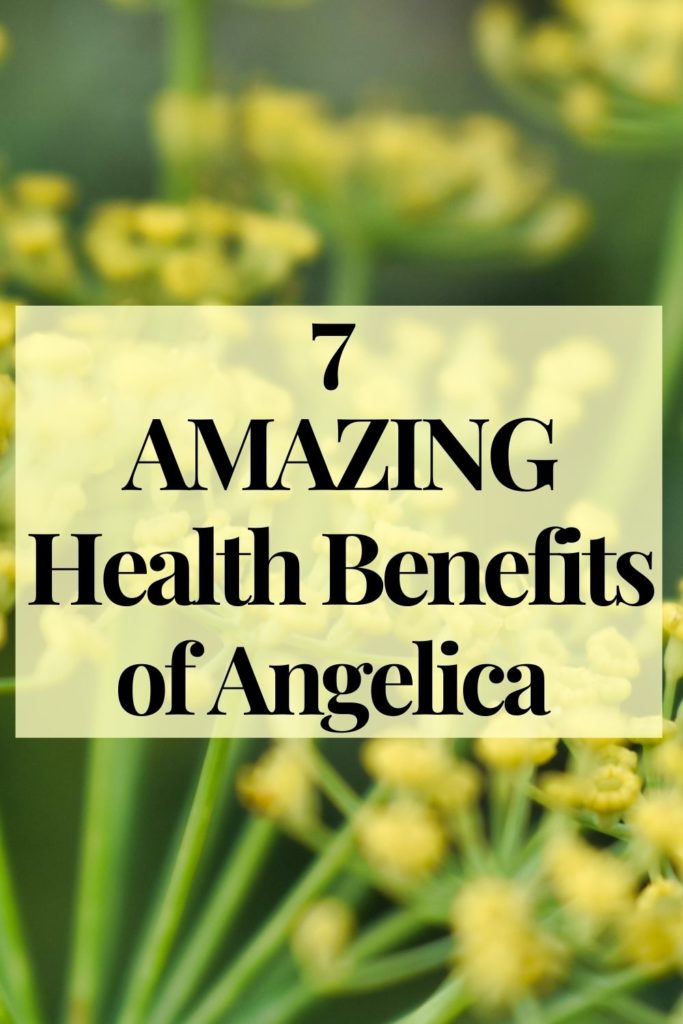 7 health benefits of Angelica, specific dilution instructions, and in what other blends you'll find this amazing plant.