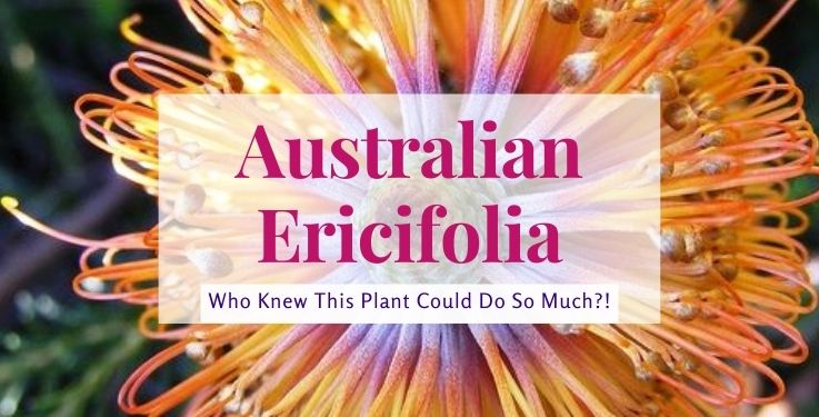 Australian Ericifolia is one of the most handy tools you'll use in your natural remedies arsenal; these 10 simple ways put it to good use!