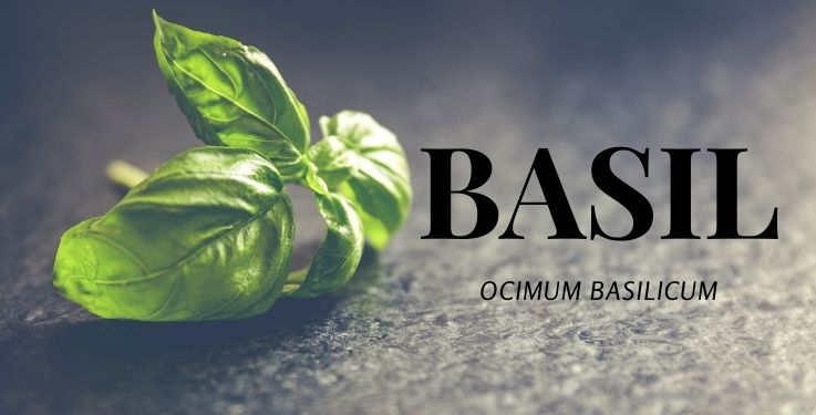 Do you know how to get the most from your Basil essential oil? These 32 seriously impressive uses are practical and so helpful!